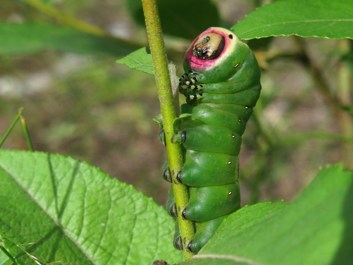 Сатурния бабочка кокон