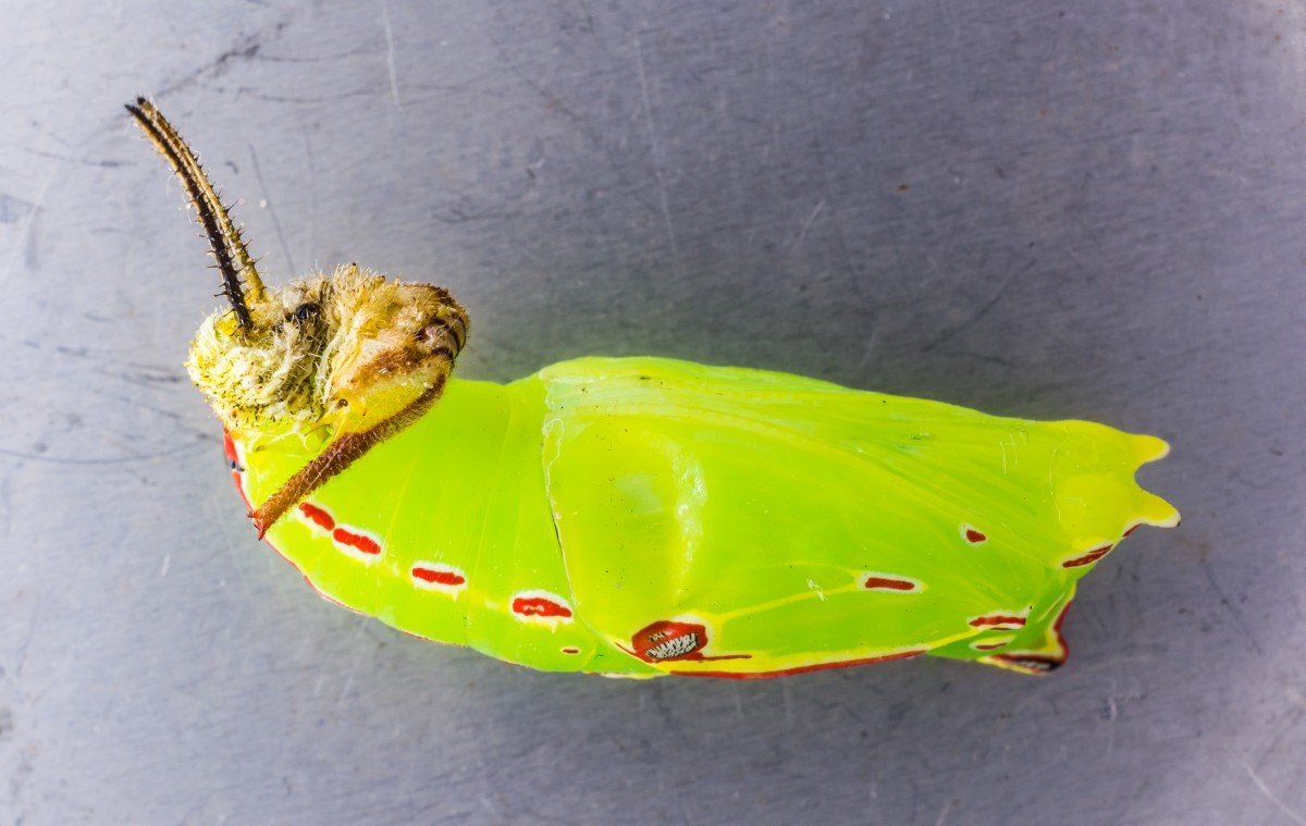 Куколка бабочки капустницы