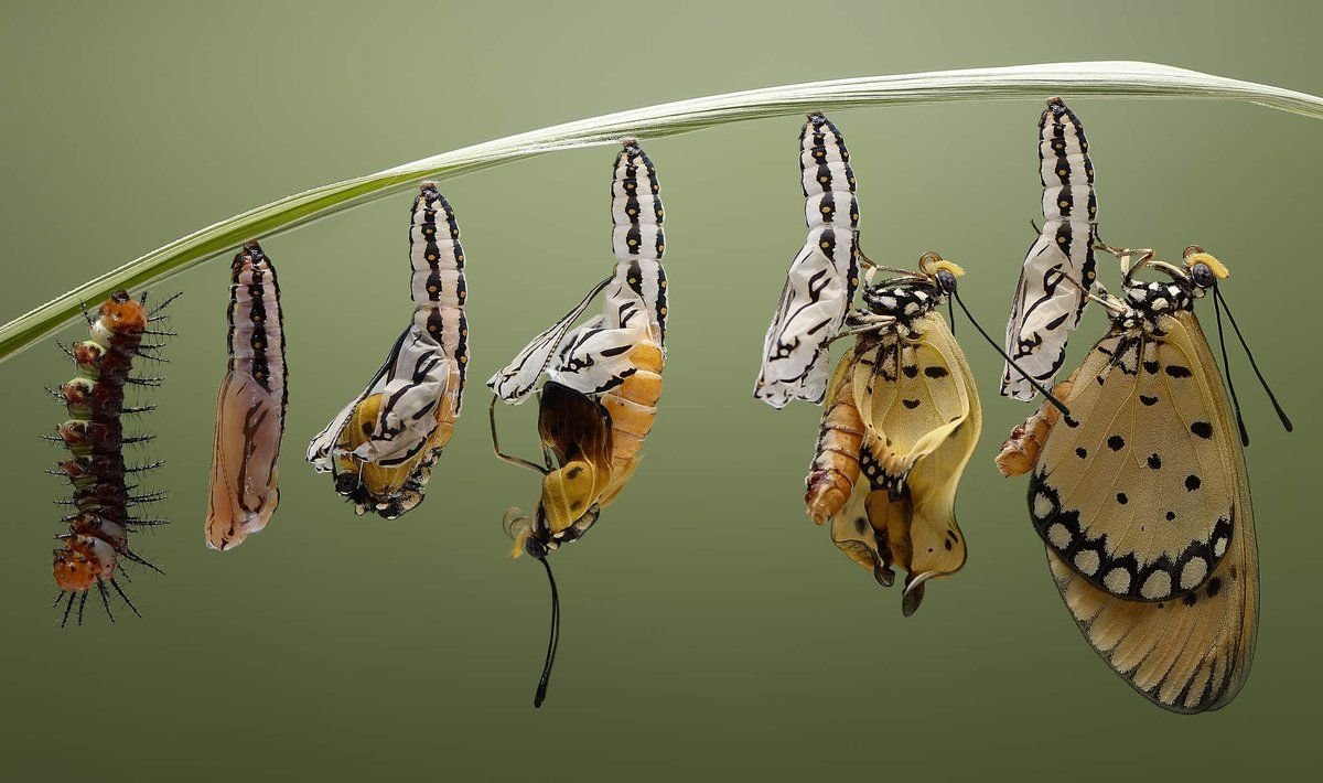 Ochrogaster lunifer гусеница