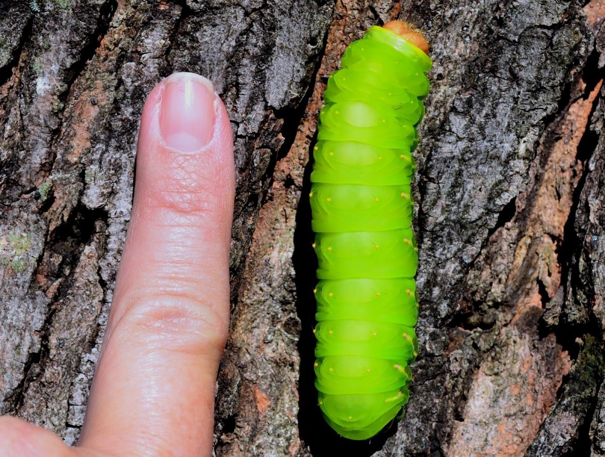 Гусеница окукливается