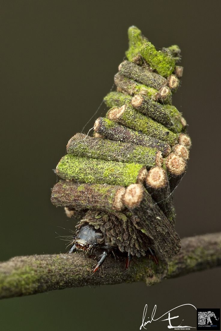 Бабочка мешочница вредитель