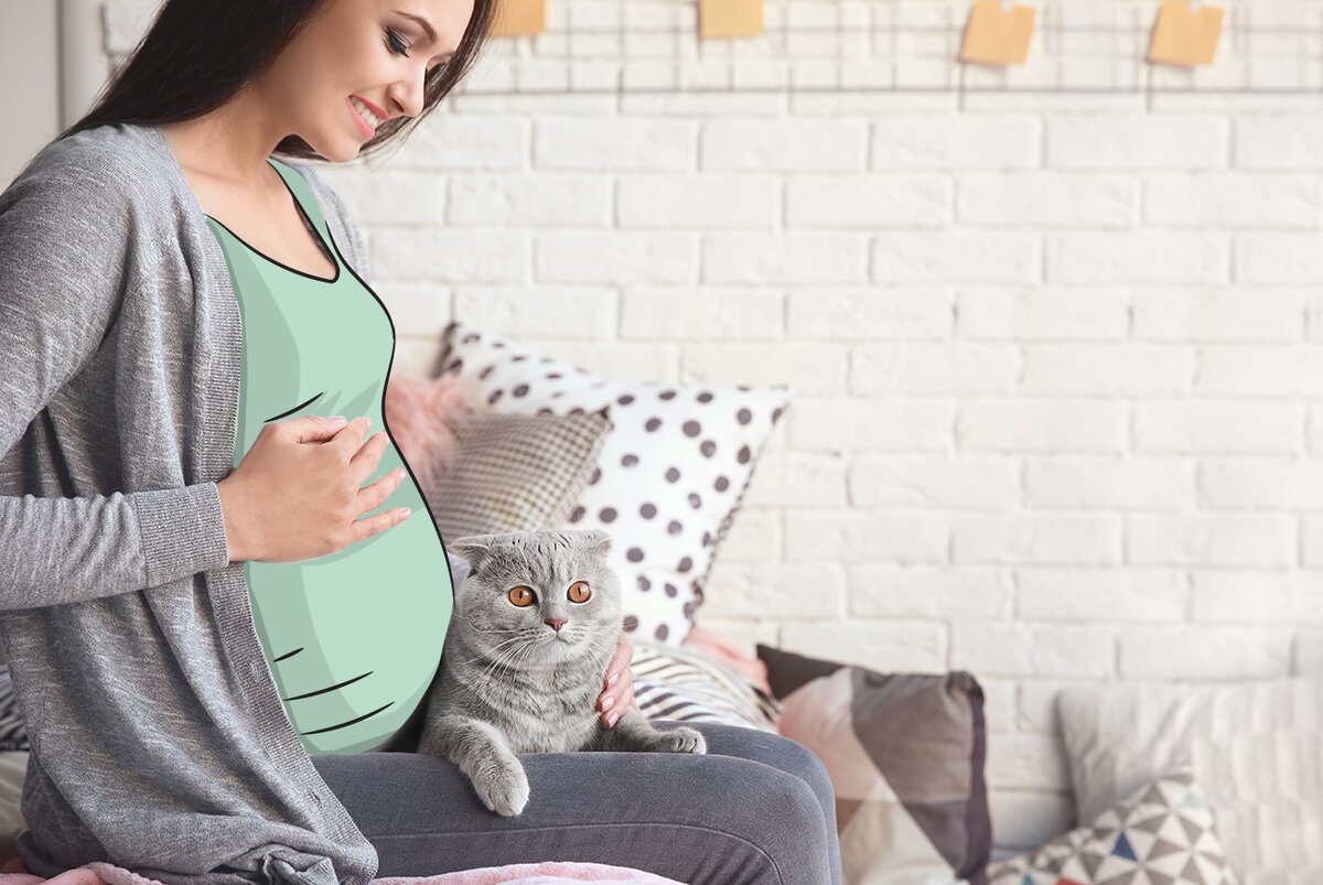 Канадский сфинкс толстый