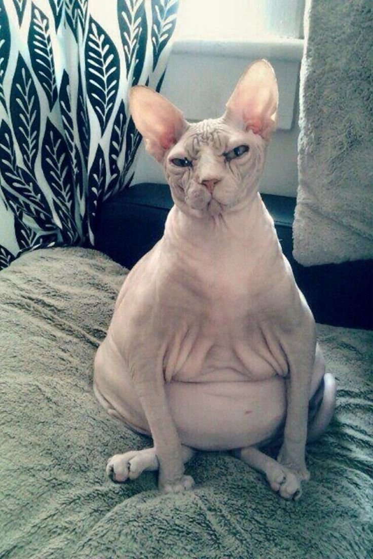 Донской сфинкс толскты