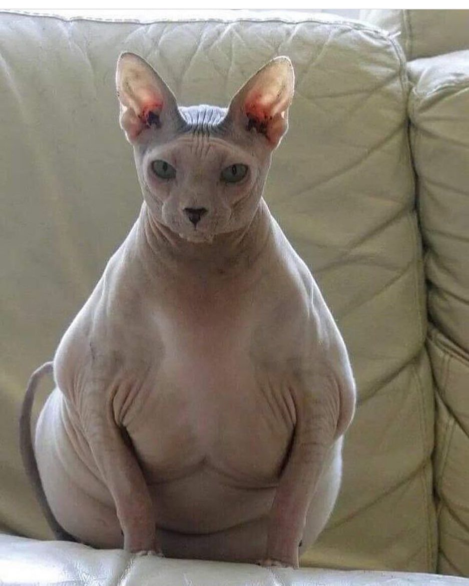 Токсоплазмоз у беременных