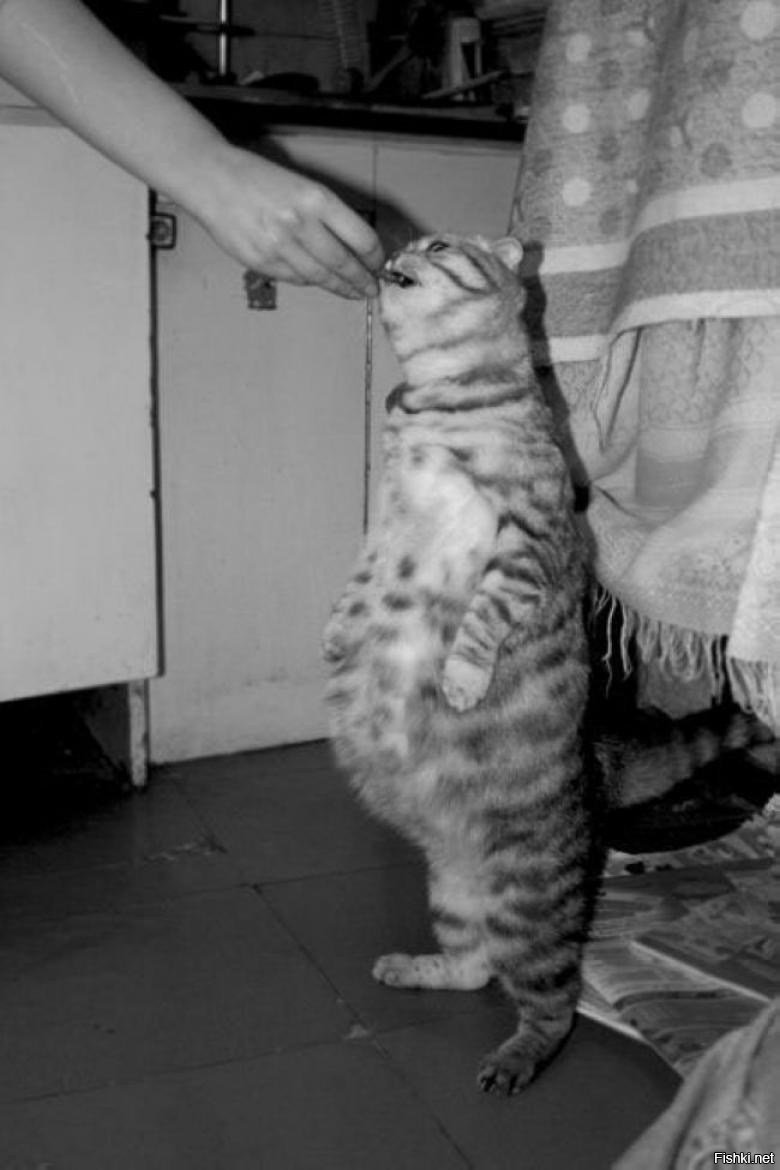 Смешные беременные кошки