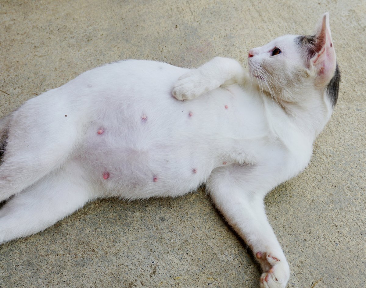 Живот у небеременной кошки