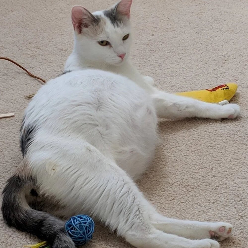 Рентген беременных животных