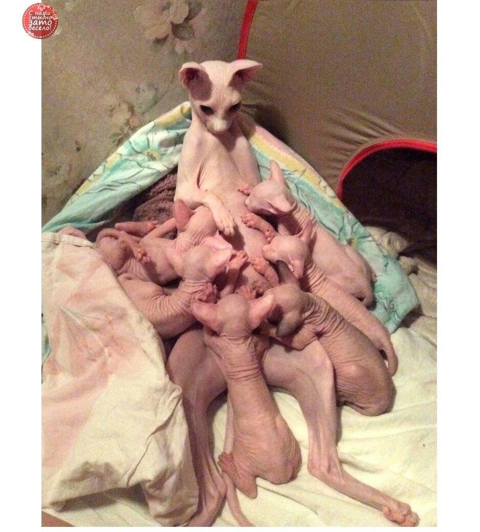 Мама сфинкса