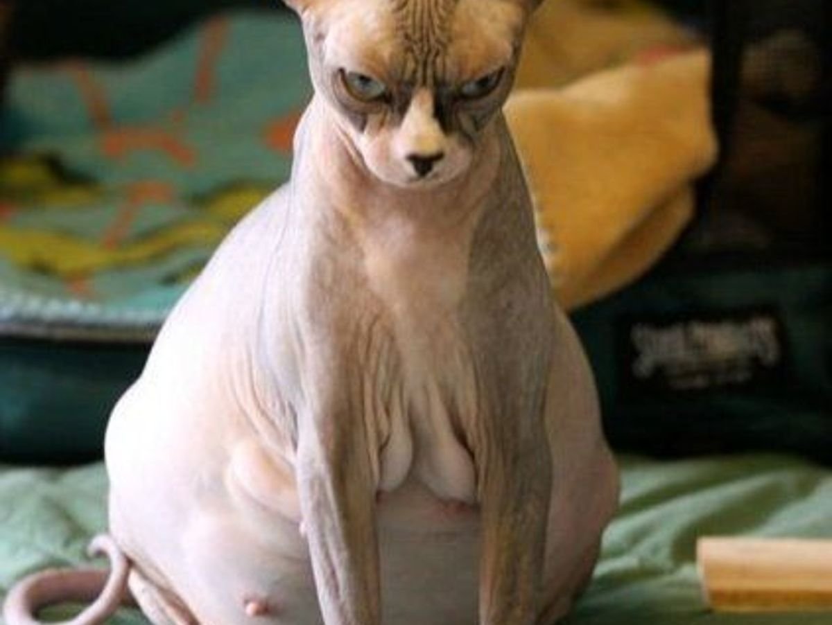 Беременный сфинкс кошка
