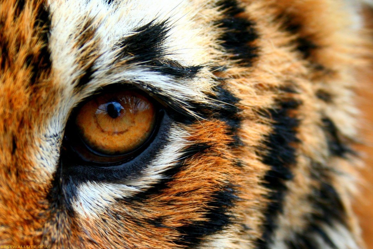 Стоковые фотографии по запросу Взгляд тигра
