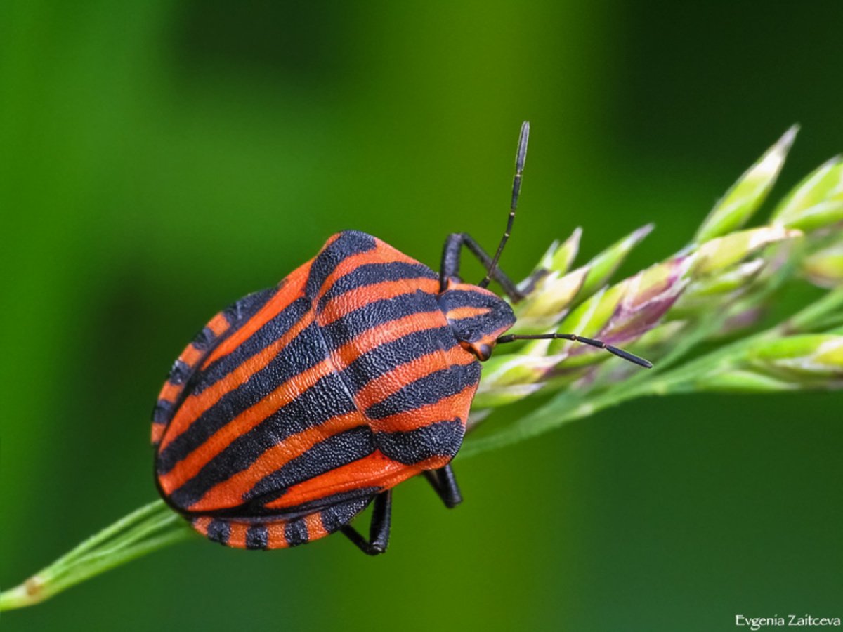 Щитник линейчатый Graphosoma lineatum