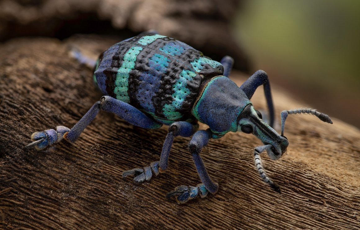 Щитник линейчатый