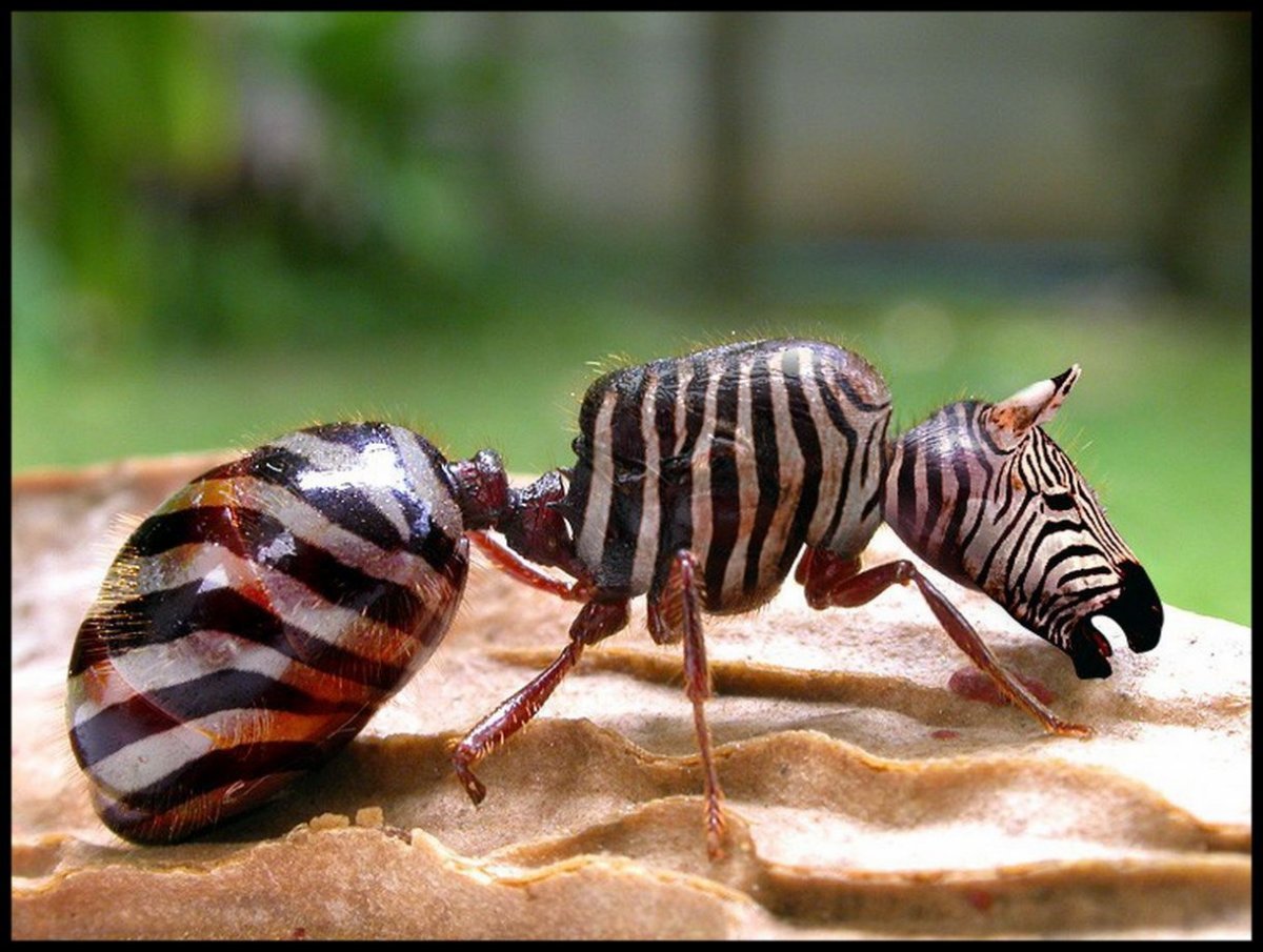 В деревне в доме Жук и полосатый длиненький