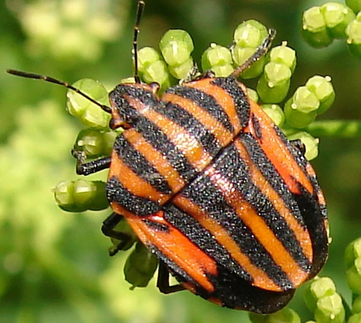 Клоп щитник полосатый