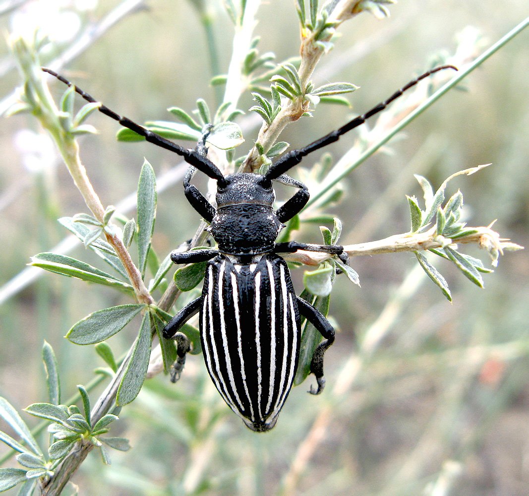Eodorcadion carinatum