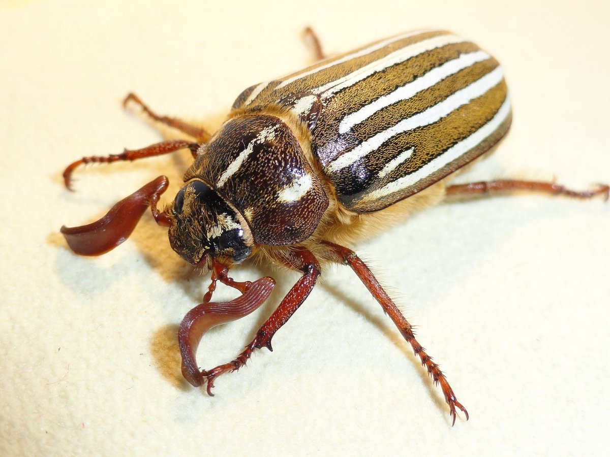 Майский Жук полосатый