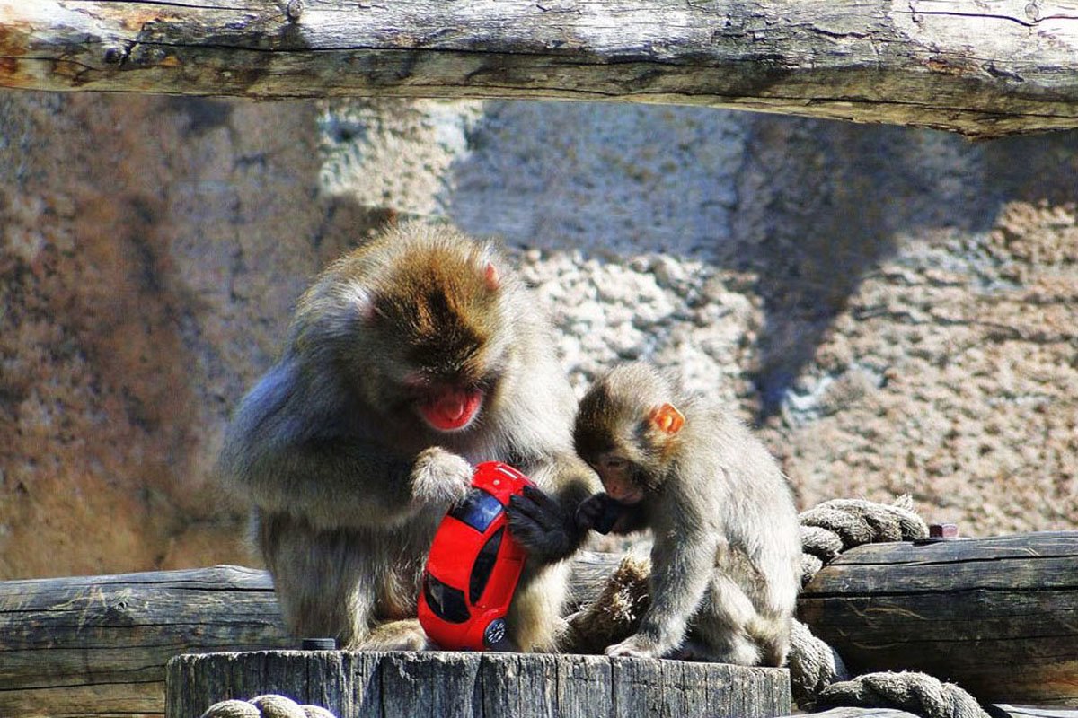Московский зоопарк мартышки