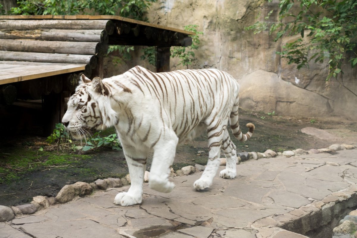 Московский зоопарк зоопарки
