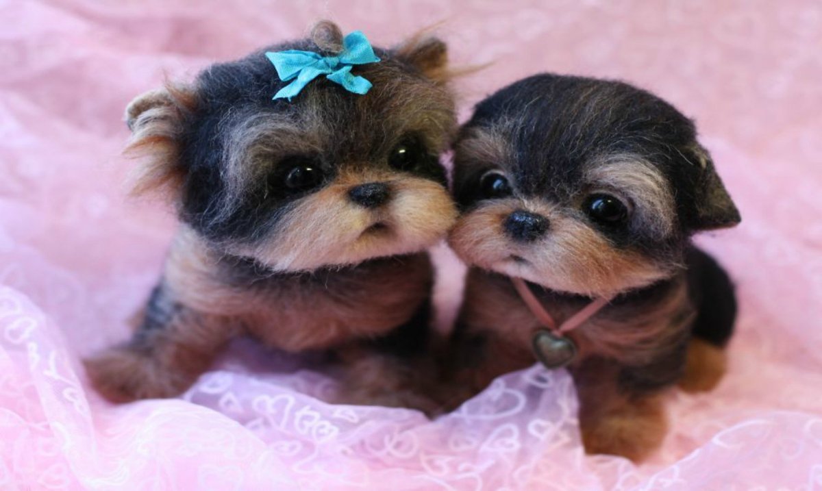 Маленьких щенков побыстрей