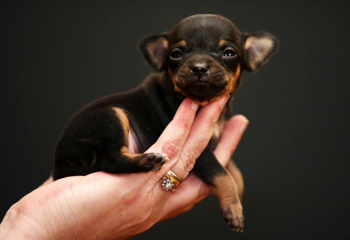 Померанский шпиц белый корейский карликовый