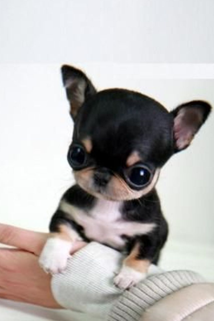 Чихуахуа карманная бесшерстная