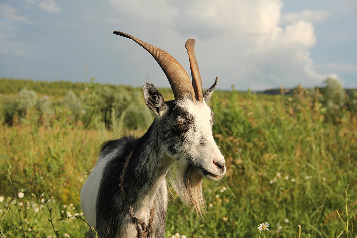 Изображение козы