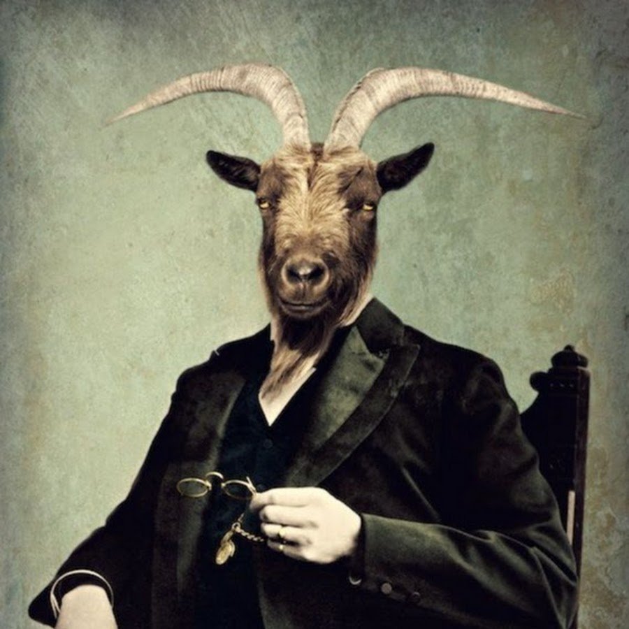 Бурская порода коз