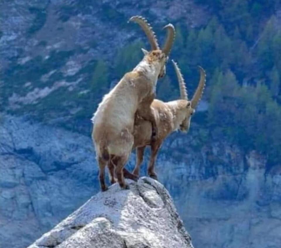 Животное с четырьмя глазами