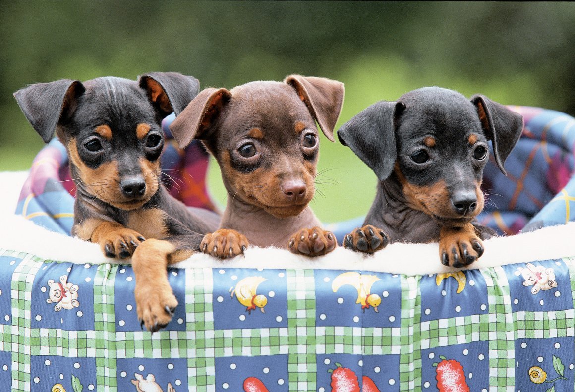 Pincher Puppies