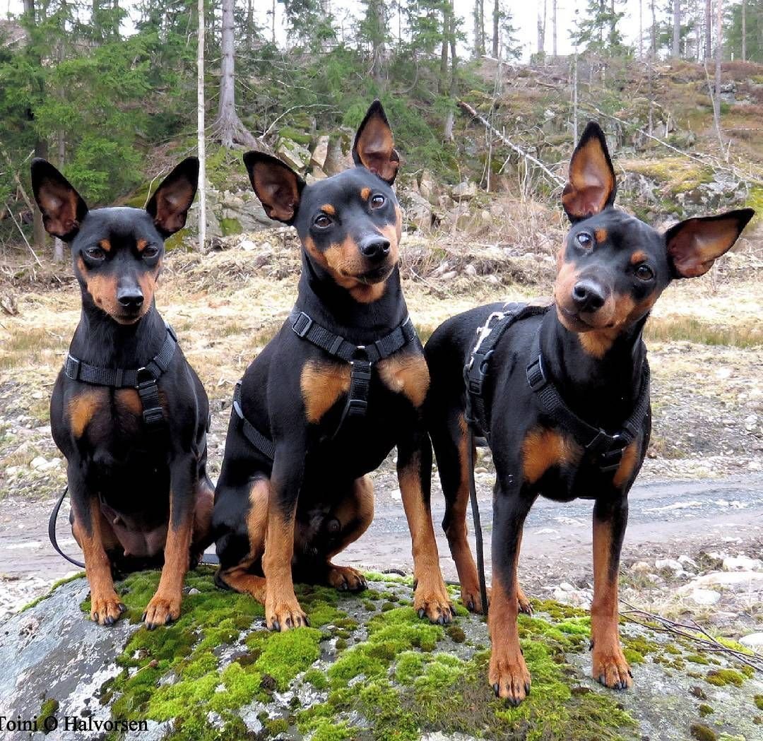 Пинчер терьер карликовый