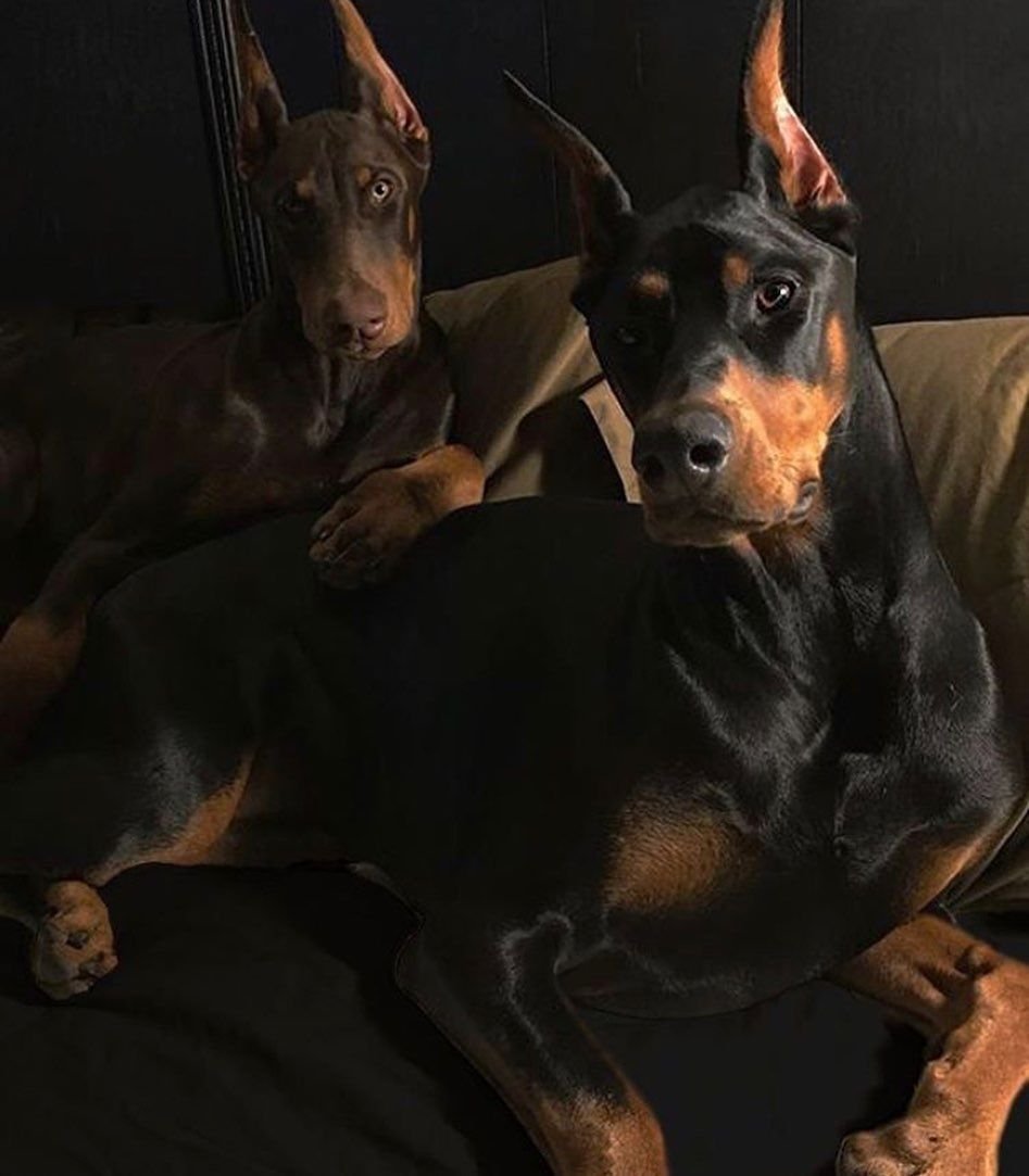 Доберман-пинчер белый