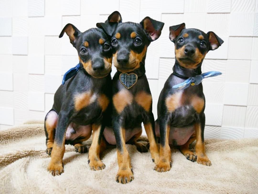 Щенки цвергпинчера (мини пинчера )