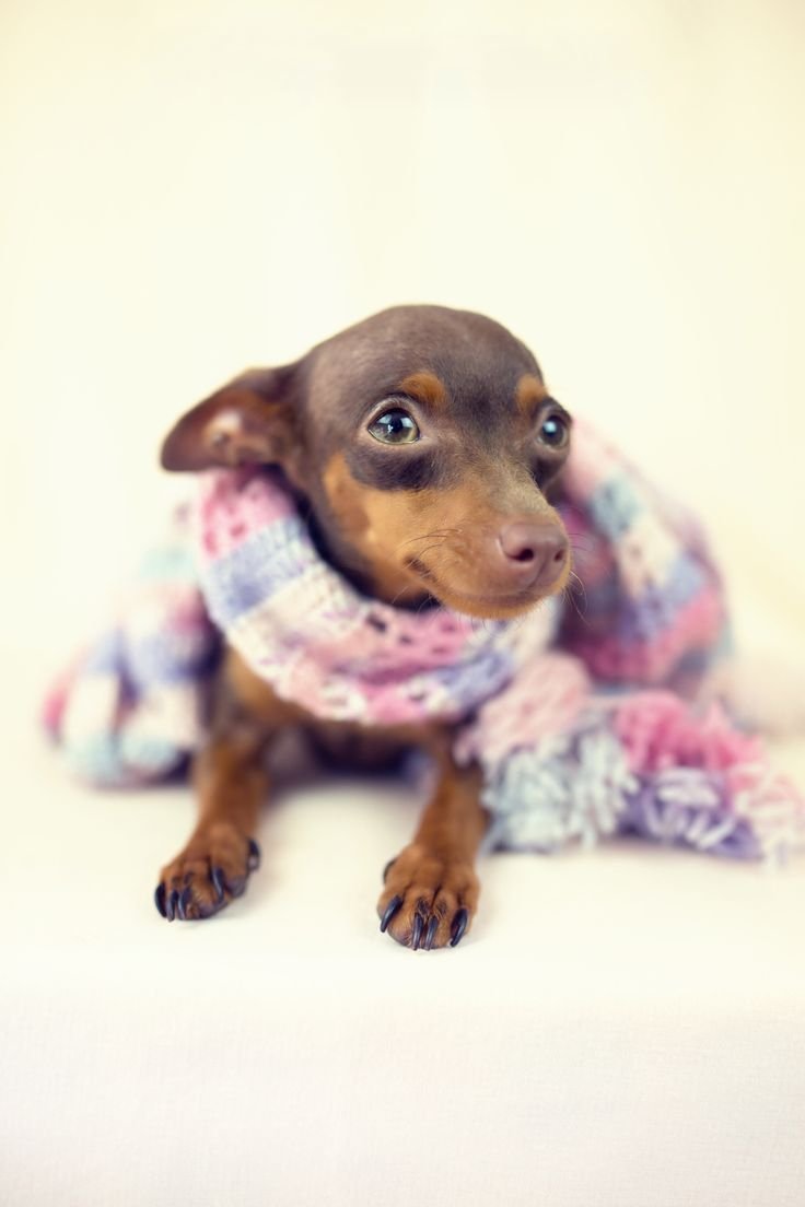 Европейский Доберман