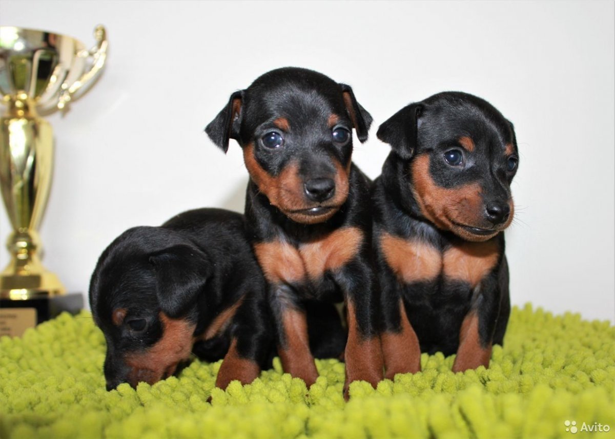 Доберман-пинчер щенок