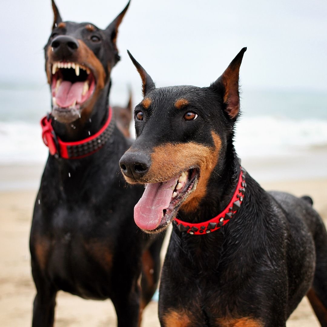 Воспитание цвергпинчера