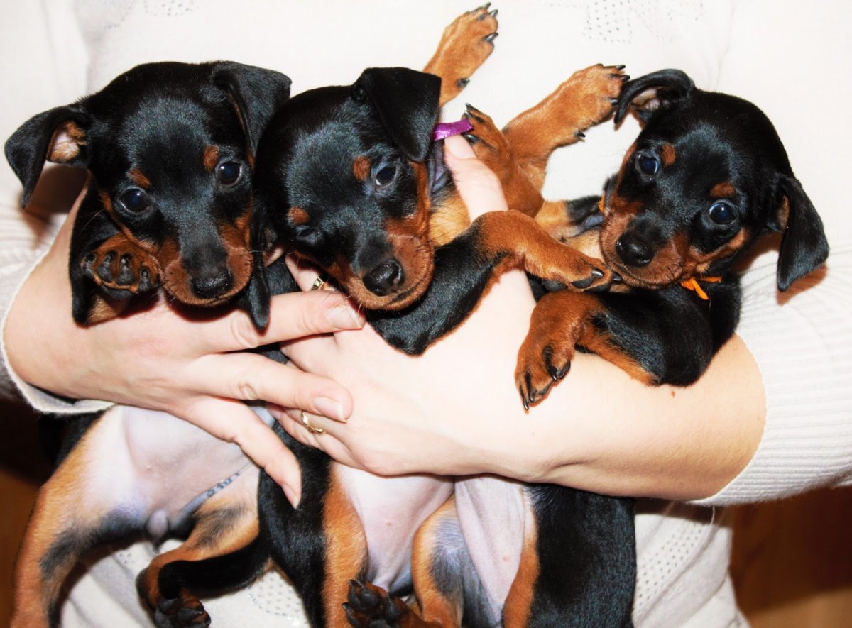 Мини Доберман Цвергпинчер