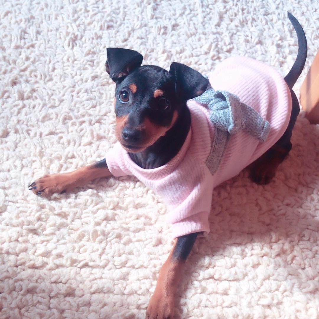 Щенки цвергпинчера