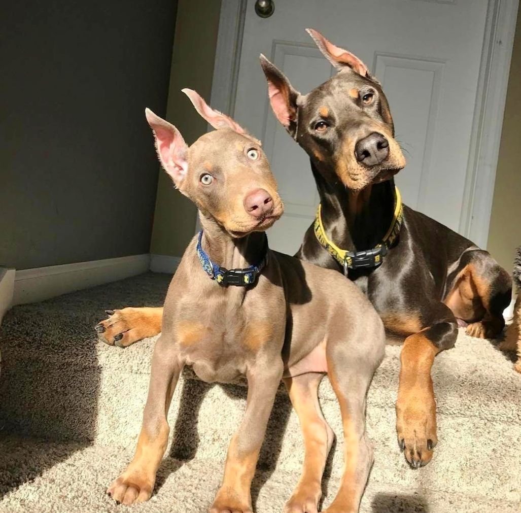 Доберман изабелловый окрас