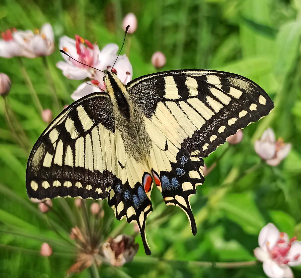 Аполлон Махаон крапивница