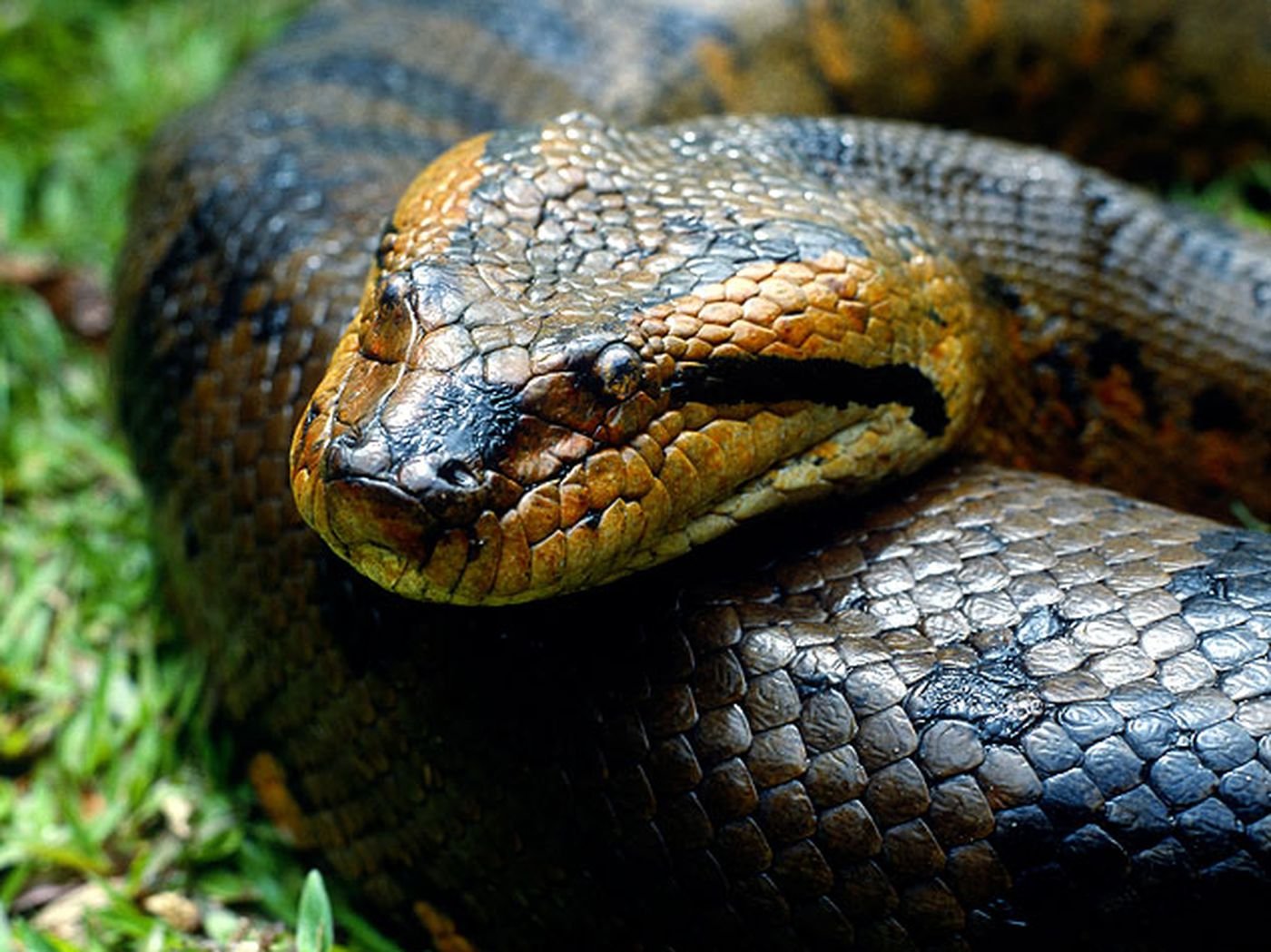 Книга рекордов природы рептилий. Анаконда змея. Водяной удав Анаконда. Амазонка змеи Анаконда.