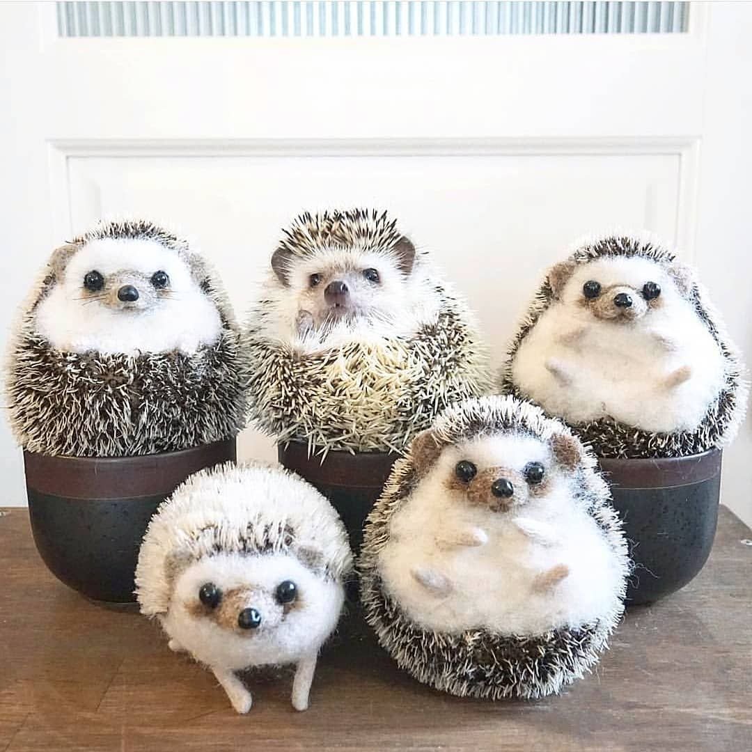 Стадо ежиков