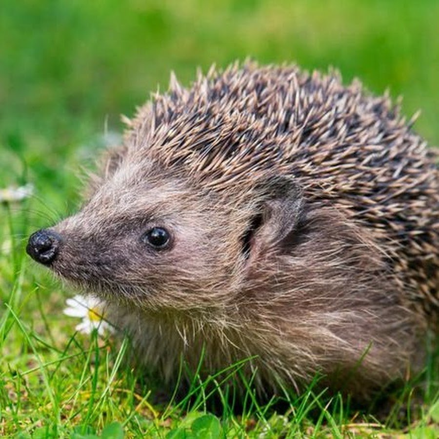 Интересное о ежах