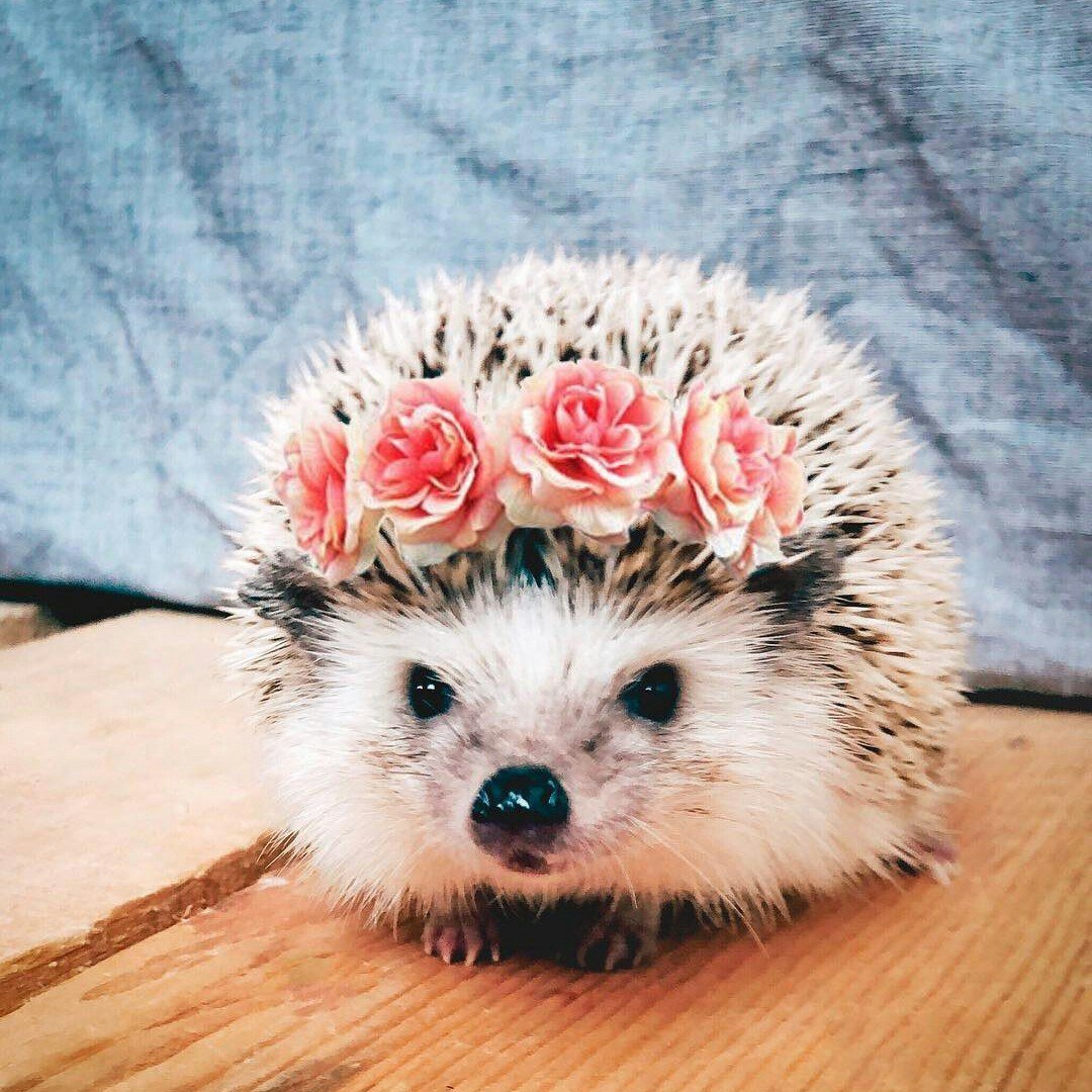 Ёжики милашки