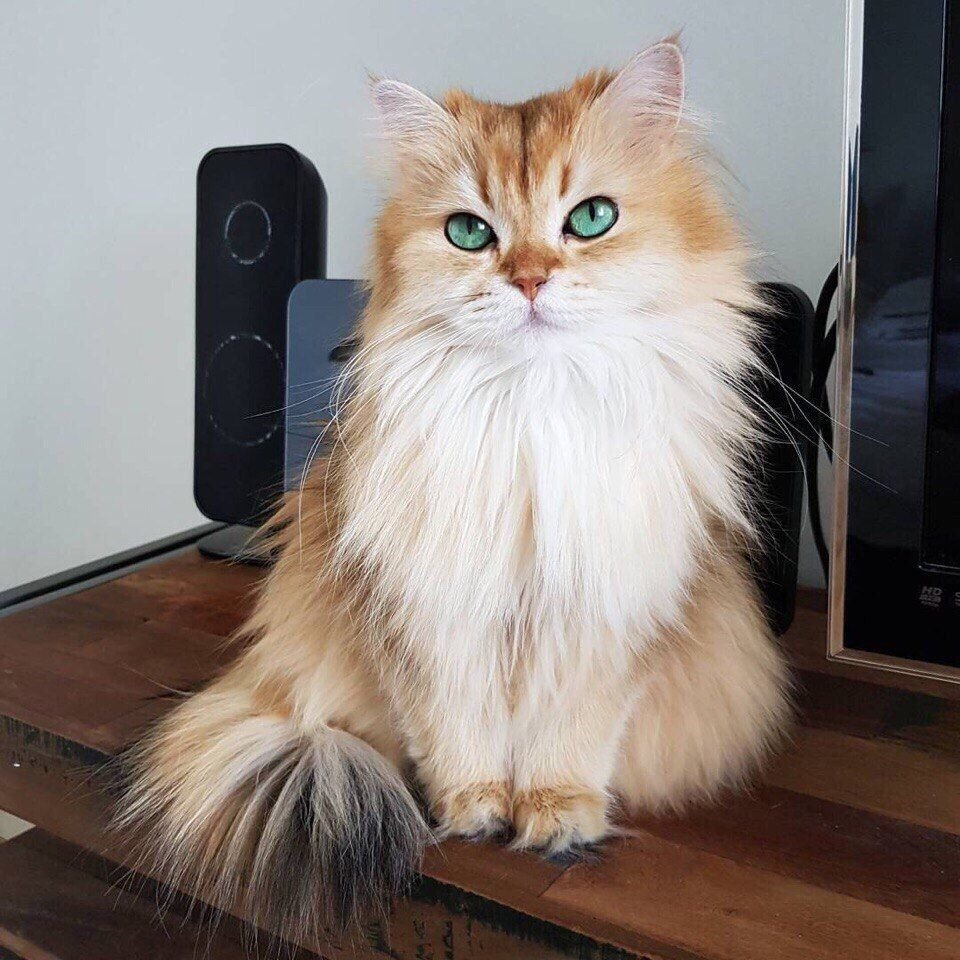 Кошка богатка картинки