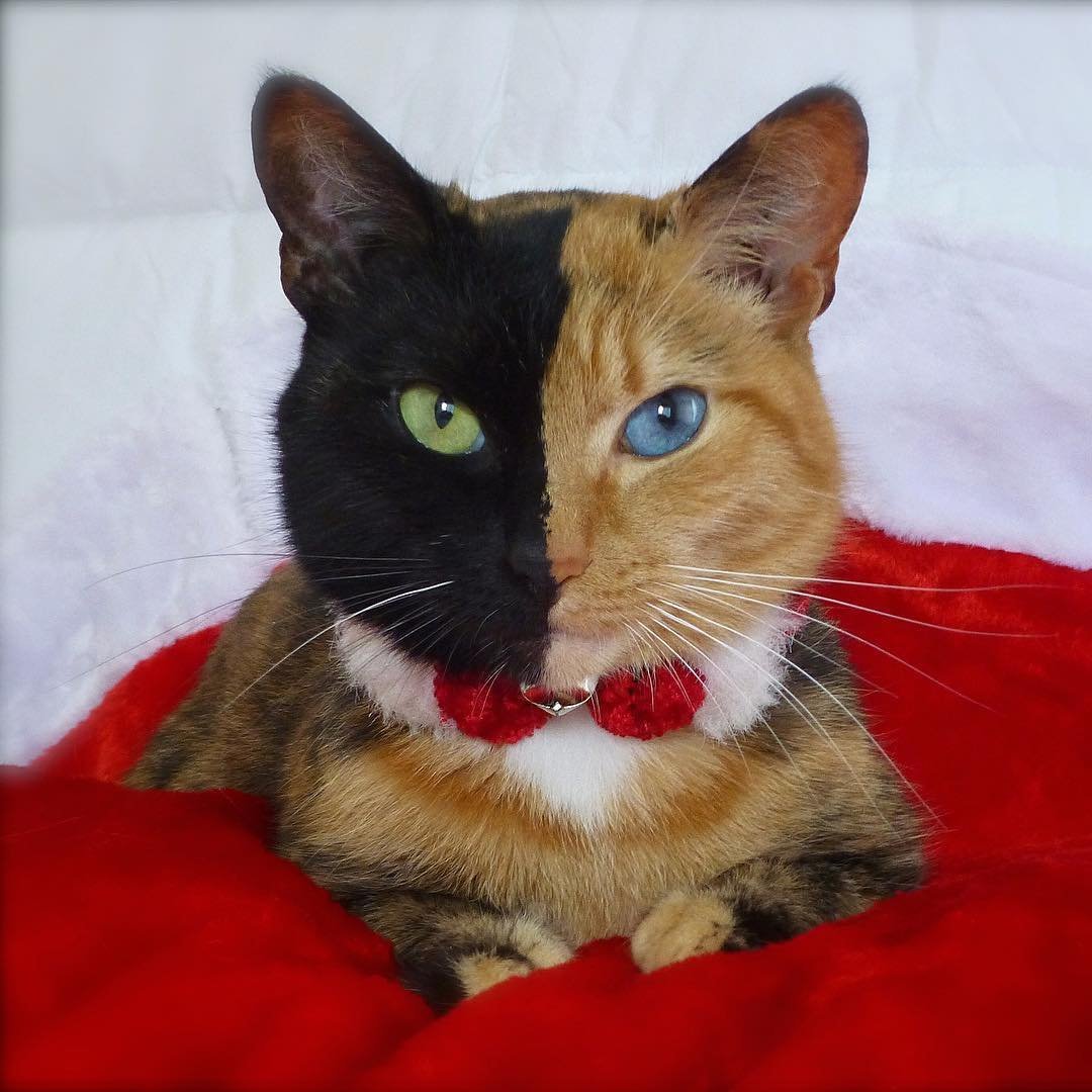 Мейн кун пятнистый