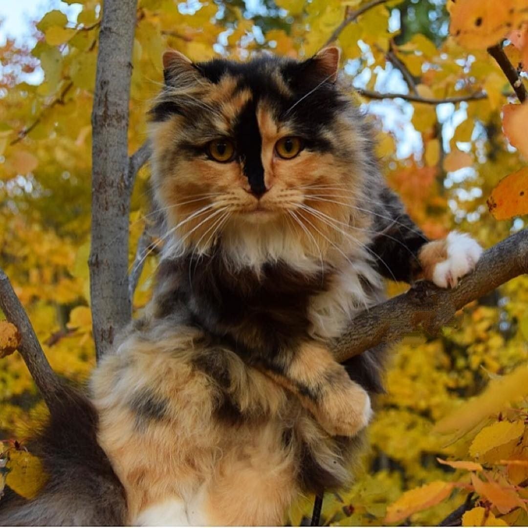 Котики осенью