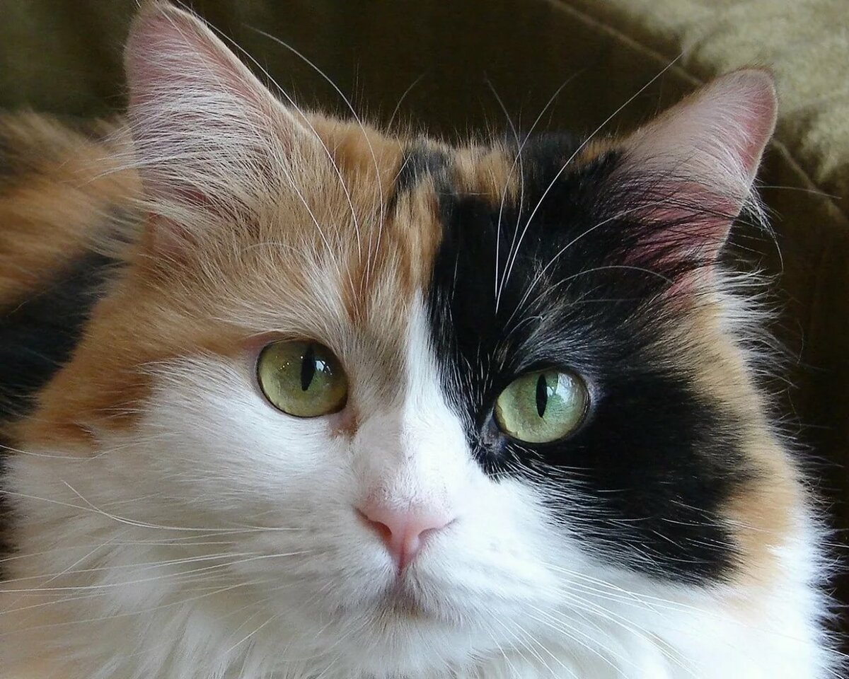 Кошка несет котенка