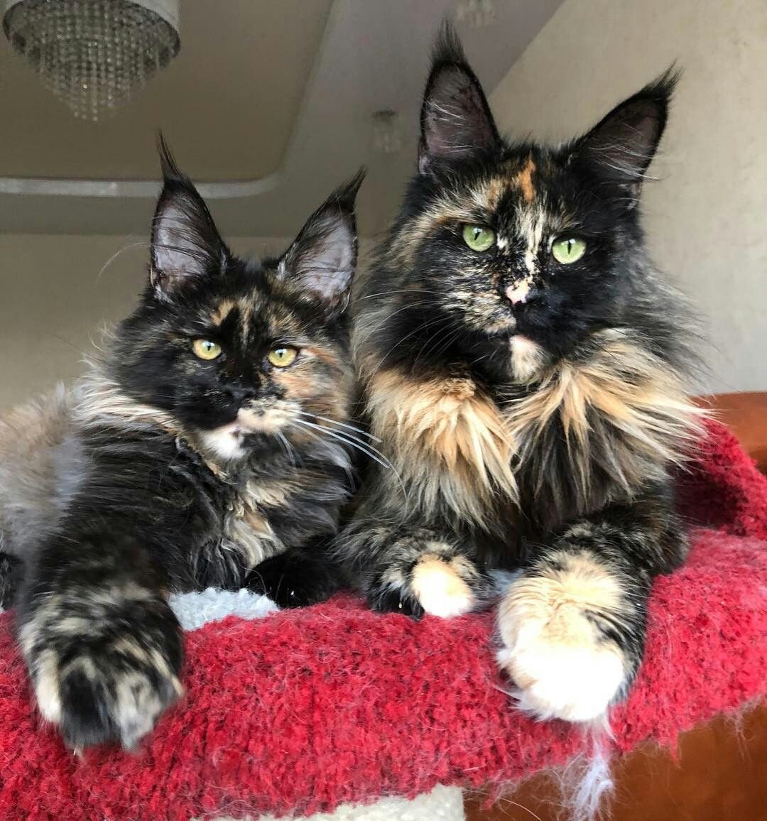 Муська кошка трехцветная