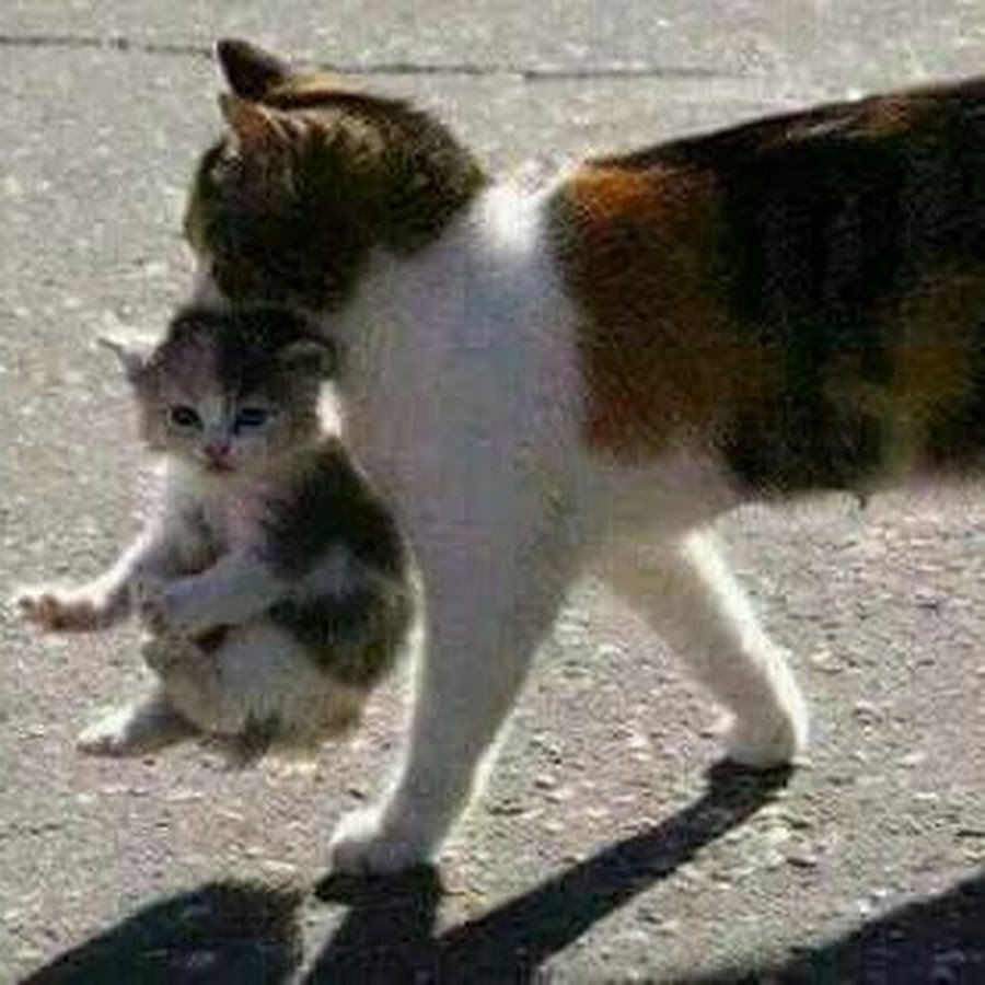 Кот на природе