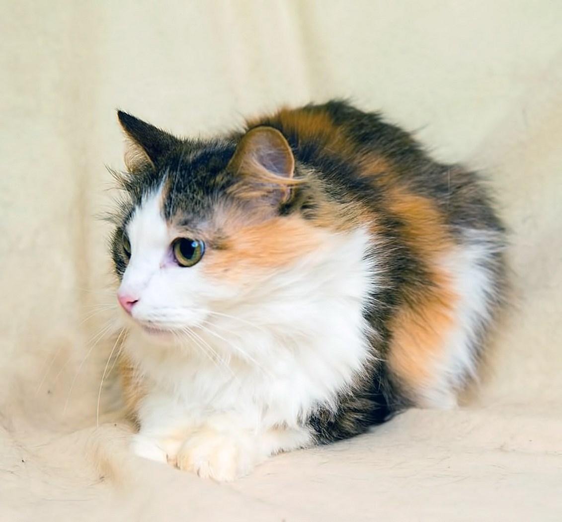 Черепаховая кошка Калико